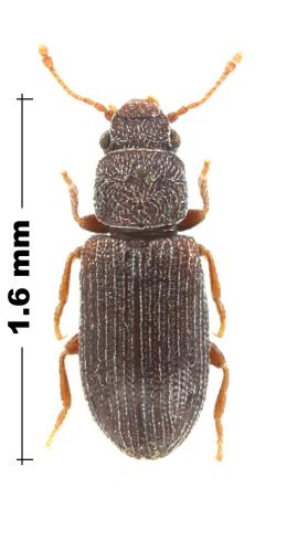 Berginus tamarisci